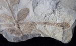 ? Nilssonia sp. BRONGNIART 1825 - Bild &copy; FossNet FossilienStore
